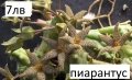 🌵 Степелия (Piaranthus) – Екзотична сукулентна красота за вашия дом, снимка 1