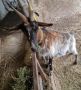 Продавам коза със едно яре, снимка 1 - Кози - 45794035