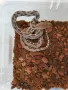 Мрежест Питон / Python reticulatus, снимка 2