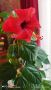 Китайска роза, снимка 1 - Стайни растения - 43832523