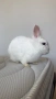 Продавам бяло зайче, снимка 1
