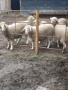 Овце, снимка 9