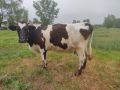 Крава в 8 месец, снимка 1 - Крави - 45464114