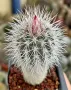 Кактус Echinocereus CANUS, снимка 1