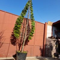 Кипарис с оформление тип листо, снимка 3 - Градински цветя и растения - 45248882