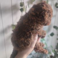  Мини пудел/Poodle toy, снимка 4 - Пудели - 46190622