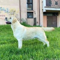 Labrador retriever puppies - Astorela kennel, снимка 7 - Лабрадор ретривър - 45256494