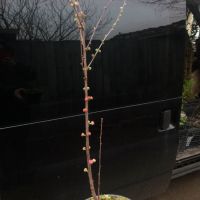 Японска Слива- Prunus triloba Студоустойчива, снимка 8 - Разсади - 45162690