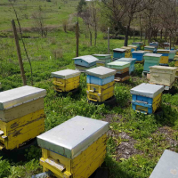 Пчелни семейства, снимка 5 - За пчели - 45034053