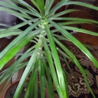 Палма , снимка 4 - Стайни растения - 46008115