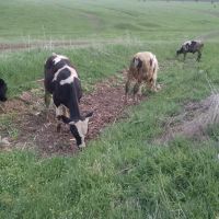 селскостопански животни , снимка 6 - Крави - 45423083