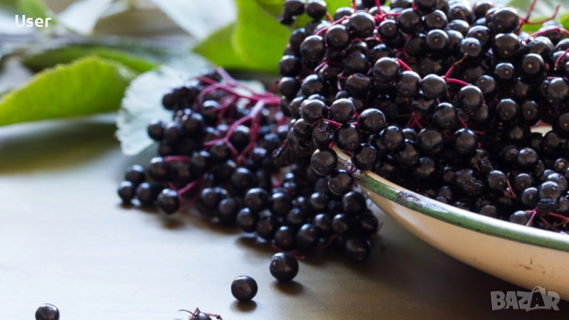 Сушени плодове от бъз естествен имуностимулатор бъзак, снимка 1