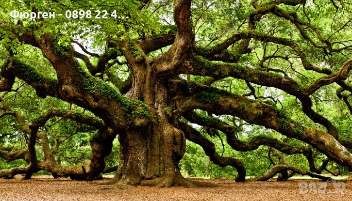 Дъб - Обикновен, снимка 1