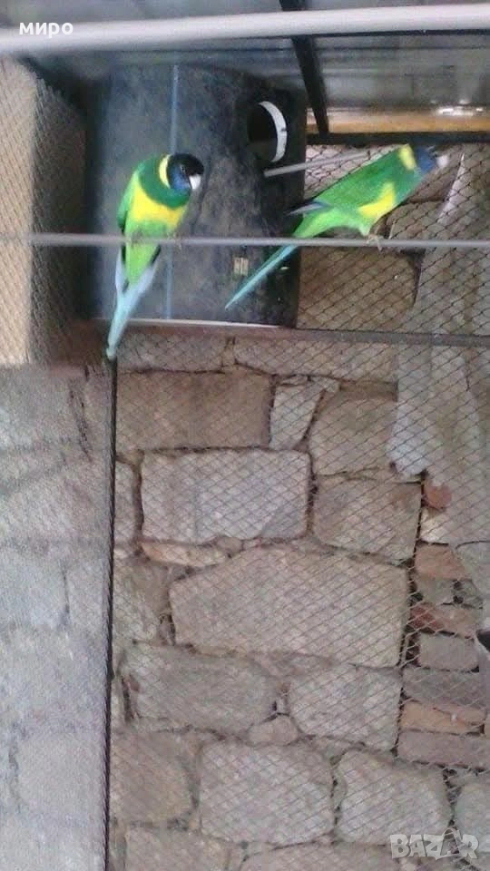 Перфектна двойка Бернардови Розели от 2025 г!, снимка 1