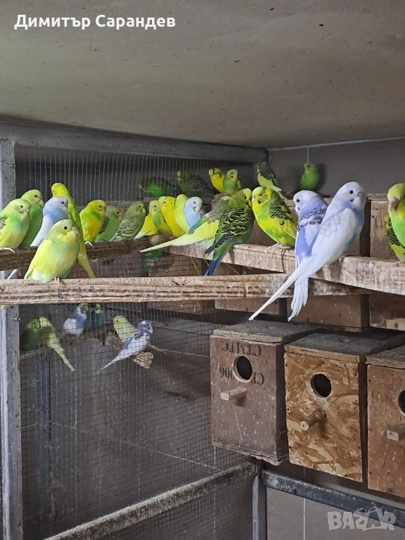 Продавам Вълнисти папагали, снимка 1