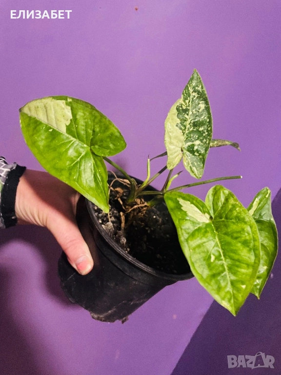 Singonium, снимка 1