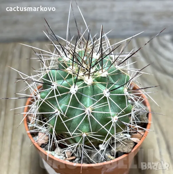 Echinocereus triglochidiatus HK 374, снимка 1