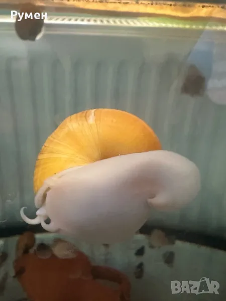 продавам охлюви ампулария , снимка 1