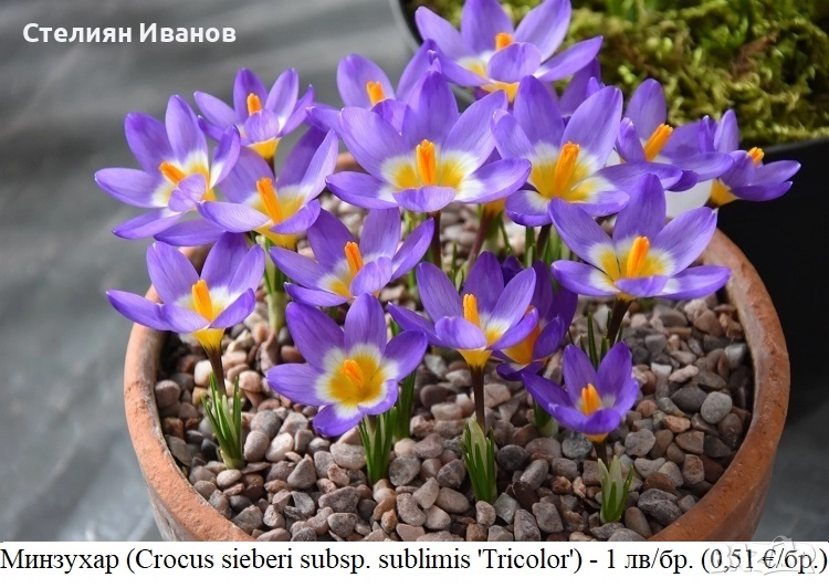 Минзухар (Crocus sieberi subsp. sublimis 'Tricolor') - луковици, снимка 1
