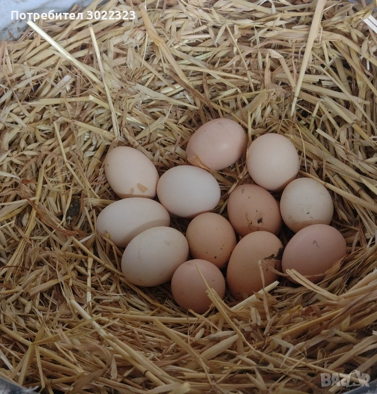 Домашни яйца, снимка 1