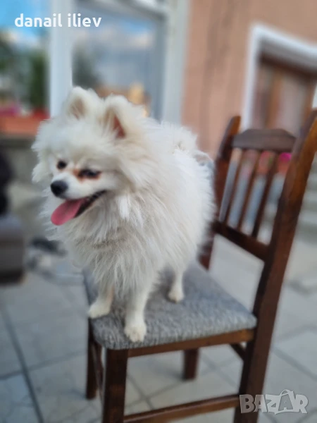 Померан , снимка 1