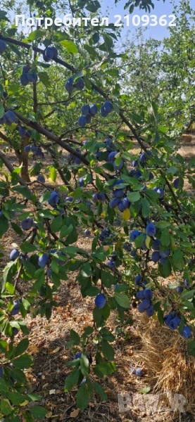 Продавам сини сливи сорт Стенлий, снимка 1