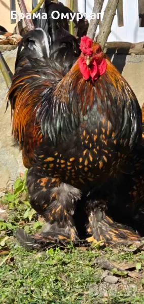 Продавам разплодни яйца от Златно кантирана Брама/Gold Laced Brahma, снимка 1