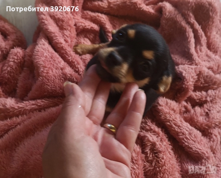 Пинчер - Чихуа, снимка 1