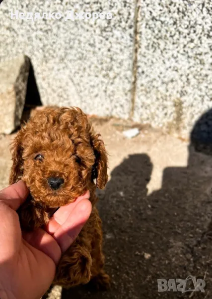 Poodle Toy/Пудел Той, снимка 1