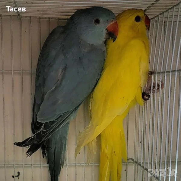 Малък александър, снимка 1