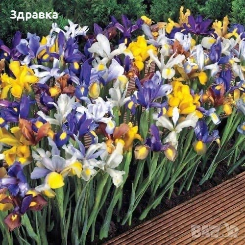 Нискостеблен Ирис МИКС, снимка 1