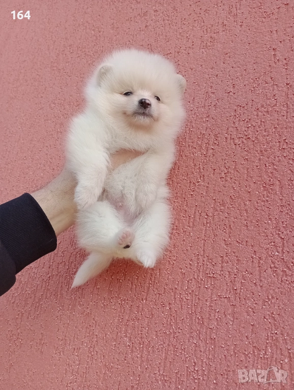 Богат избор на Померанчета. Реални снимки! , снимка 1