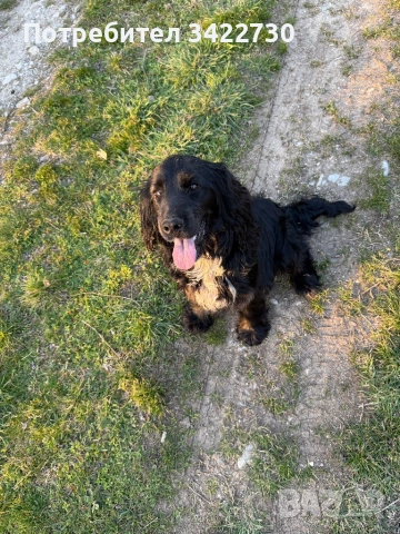 Куче за трюфели, снимка 5 - Кокер шпаньол - 52734730