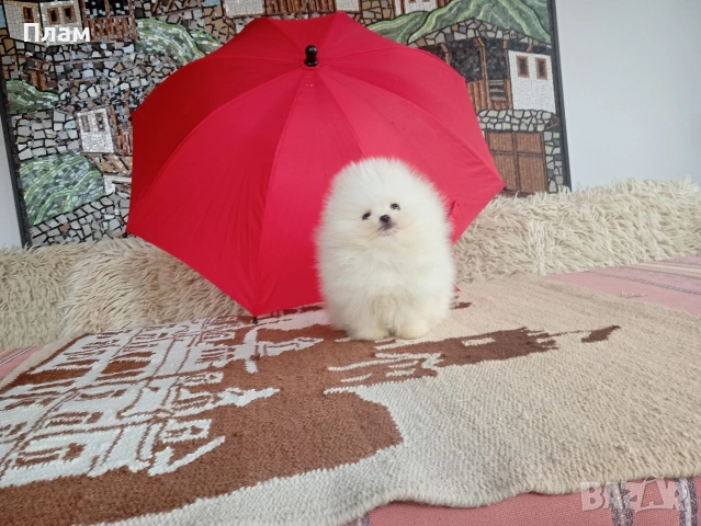 Мини Померани. Реални снимки от 04.04.26г., снимка 7 - Померан - 54044686