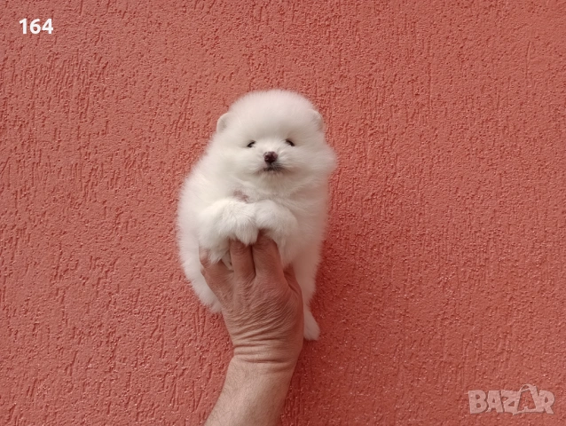 Бели Померани на различни възрасти., снимка 11 - Померан - 54135417