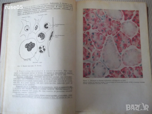 Книга "Цитология и обща хистология-Петко Петков" - 152 стр., снимка 7 - Специализирана литература - 53222142