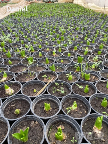 Зюмбюл, снимка 2 - Градински цветя и растения - 53383881