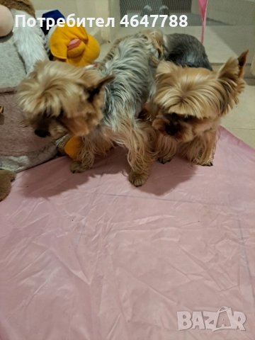 Йоркширски териер , снимка 10 - Йоркширски териер - 52444726