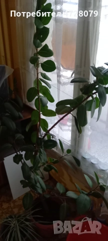 Prodavam fikus dosta goliam, снимка 3 - Стайни растения - 53354622