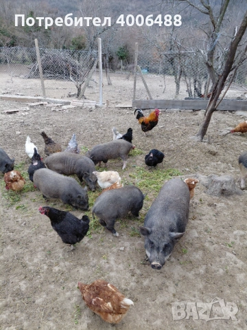 Виетнамски прасета, снимка 3 - Прасета - 53764022