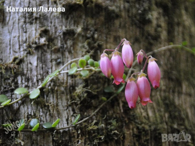 Каланхое, Kalanchoe uniflora (Montagne d'Ambre)