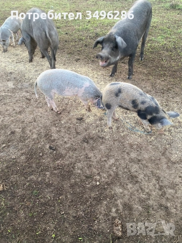 Продавам малки прасета, снимка 3 - Прасета - 51839195