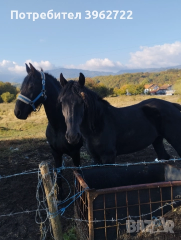 Продавам кобили, снимка 5 - Коне - 51892871