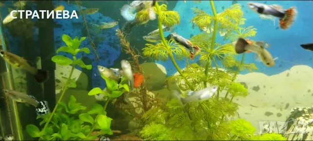 Гупи отглеждани в домашни условия., снимка 6 - Рибки - 50004944