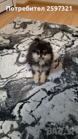 ПОМЕРАН , снимка 3 - Померан - 53181573