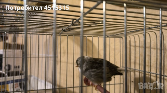 Last 2 Gloster males !, снимка 5 - Канари - 53444578