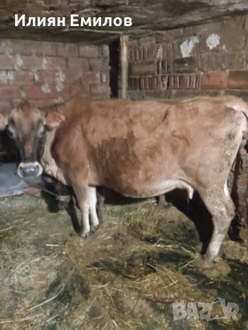 Крава, снимка 2 - Крави - 53403297