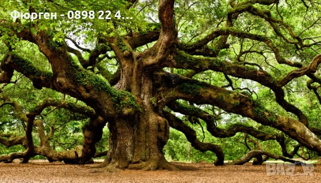 Дъб - Обикновен