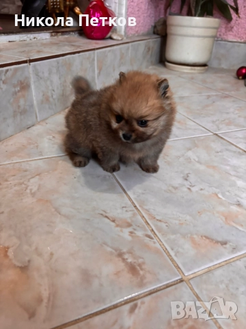 Померан мини, снимка 6 - Померан - 52997172