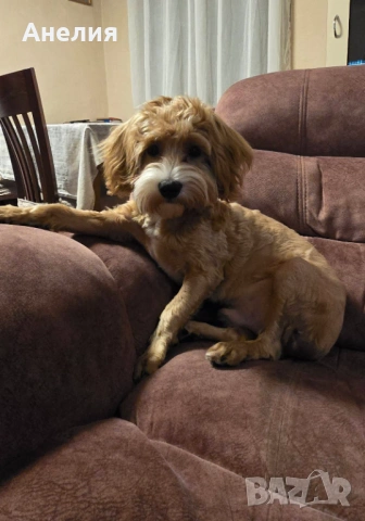 Малтипу,момче